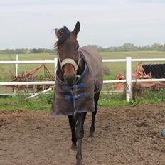 Traver arctic express