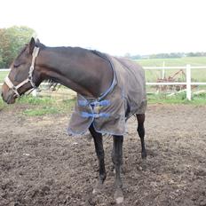 Traver arctic express