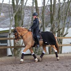 Irsk Sportspony Mr. Derwin <3