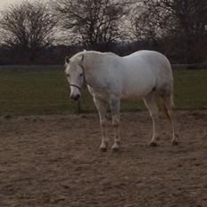 Anden særlig race Jumbi <3