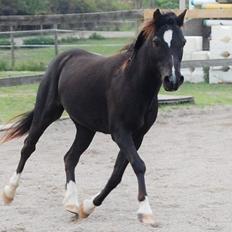 Anden særlig race Sorteper