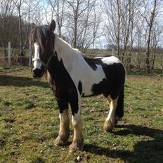 Irish Cob Jameson