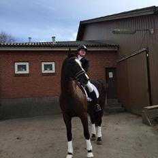 Dansk Varmblod Grøntoft's Ladakh