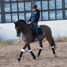 Dansk Varmblod Sofiesmindes My-Girl -Solgt-