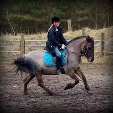 Anden særlig race Topper fra møllegaarden "lånepony"