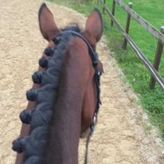 Dansk Varmblod Camaro Tagegaard 