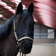 Trakehner Steinberg E 