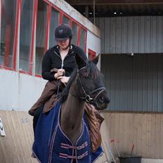 Trakehner Steinberg E 