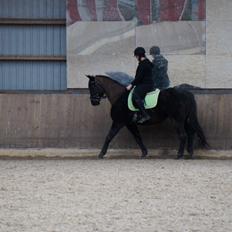 Trakehner Steinberg E 