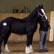 Irish Cob walk of life ( Liam )