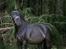Lusitano Macho De José [Himmelhest]