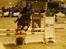Hollandsk Sportspony Cairo
