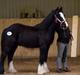 Irish Cob walk of life ( Liam )