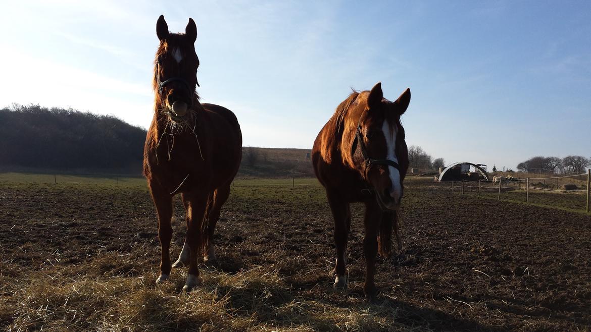 Arabisk fuldblod (OX) Bahia bint abhat ox billede 16