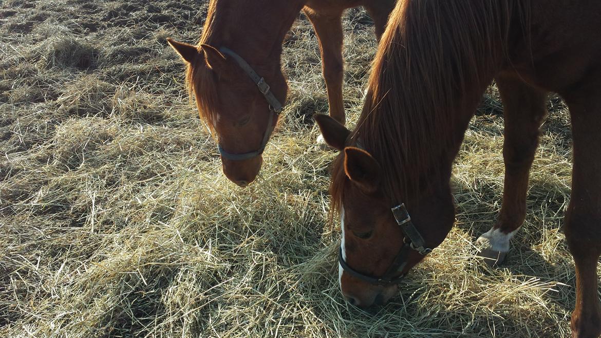 Arabisk fuldblod (OX) Bahia bint abhat ox billede 17