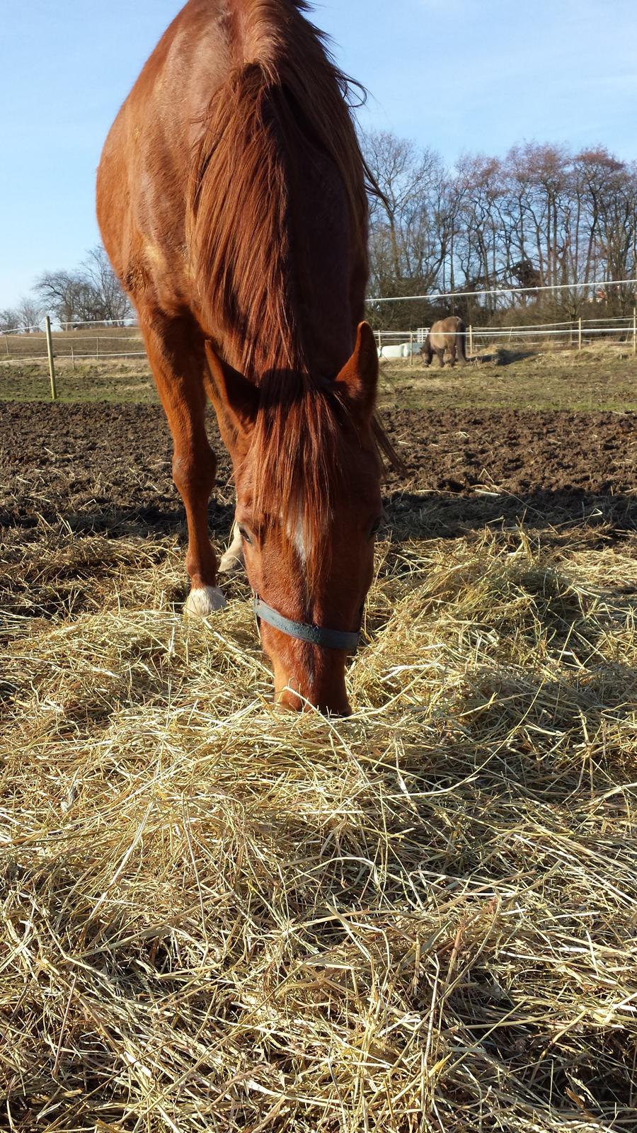 Arabisk fuldblod (OX) Mudafir ox billede 18