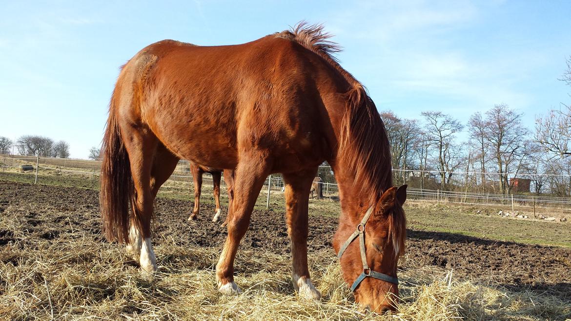 Arabisk fuldblod (OX) Mudafir ox billede 2