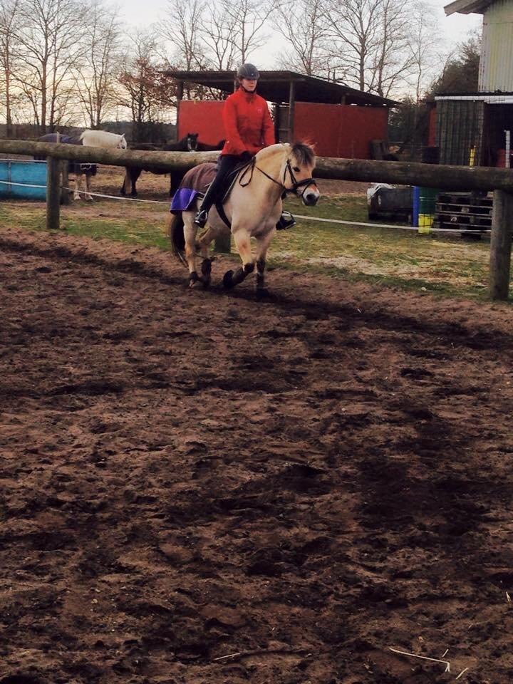 Fjordhest Thilde billede 23