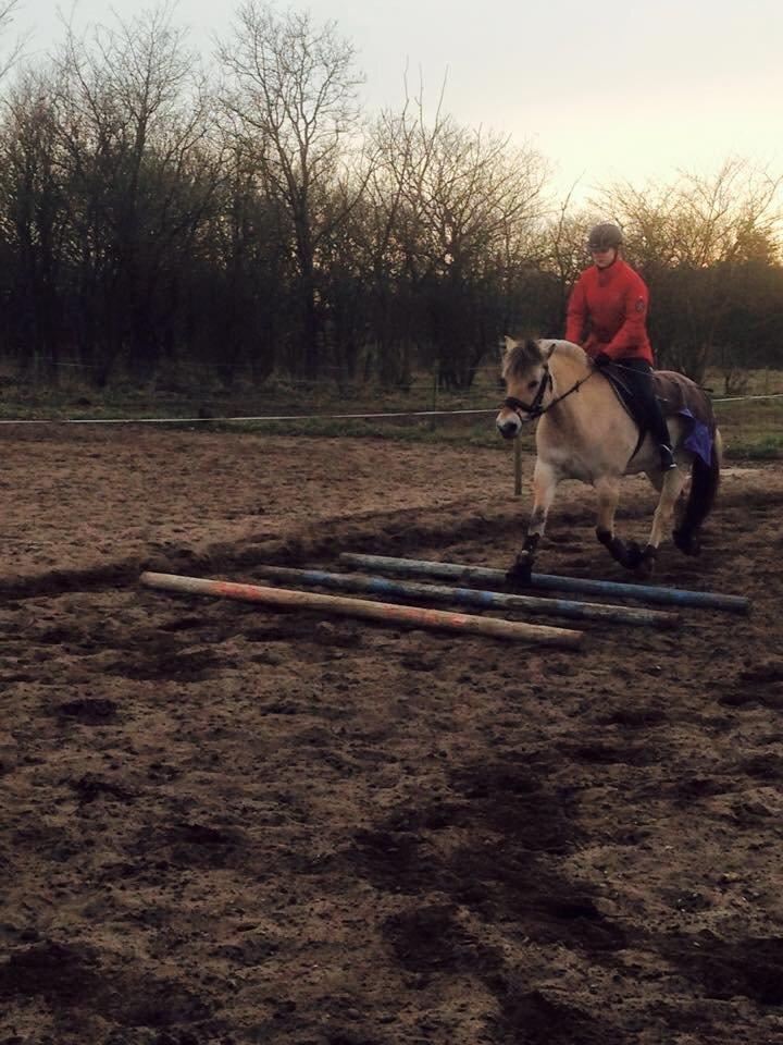 Fjordhest Thilde billede 25