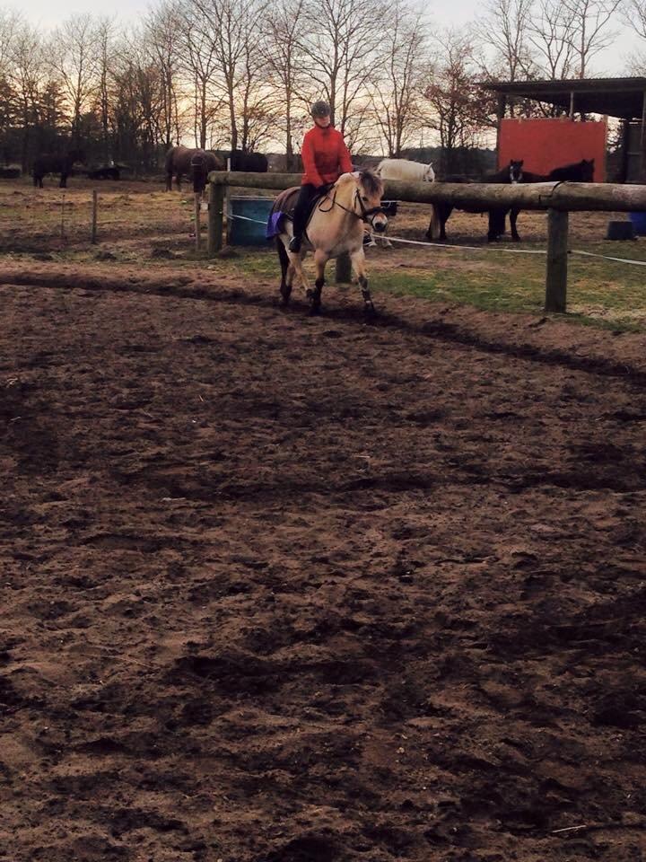 Fjordhest Thilde billede 27