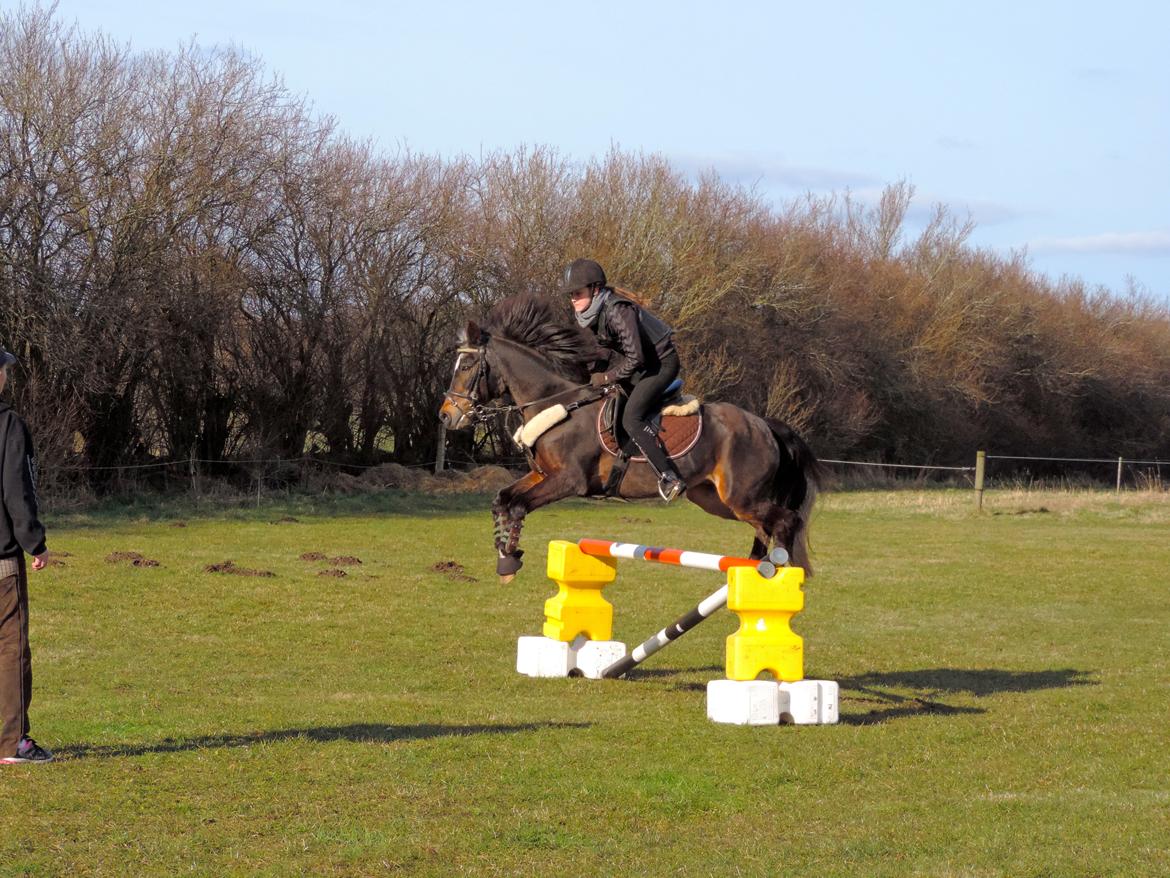 Anden særlig race Cavan - 90cm 2015 billede 9