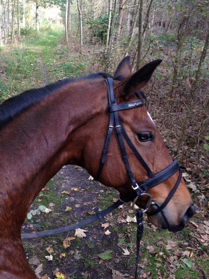 Hannoveraner Don Magic billede 1