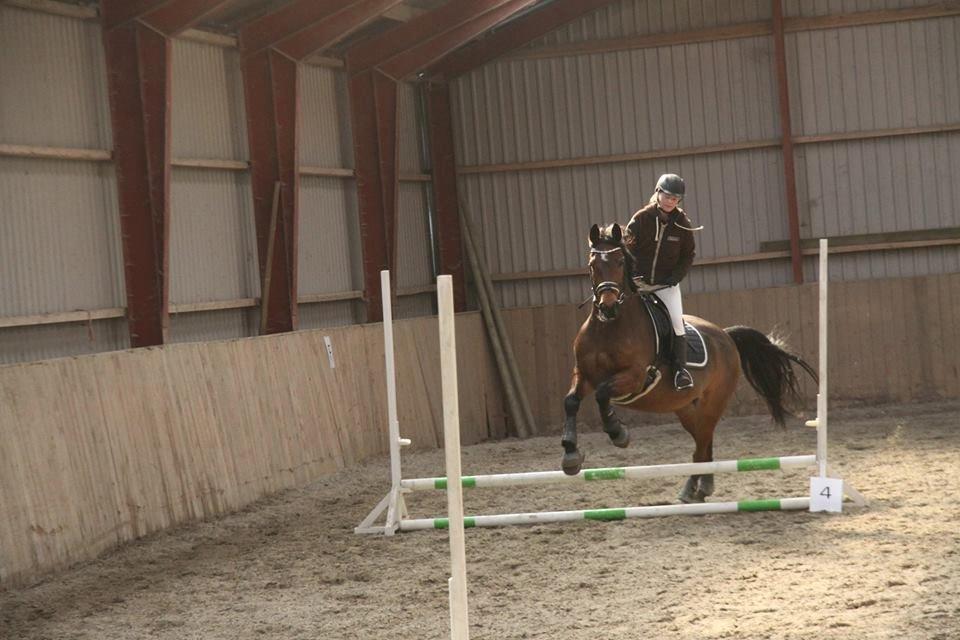 Hannoveraner Don Magic billede 8