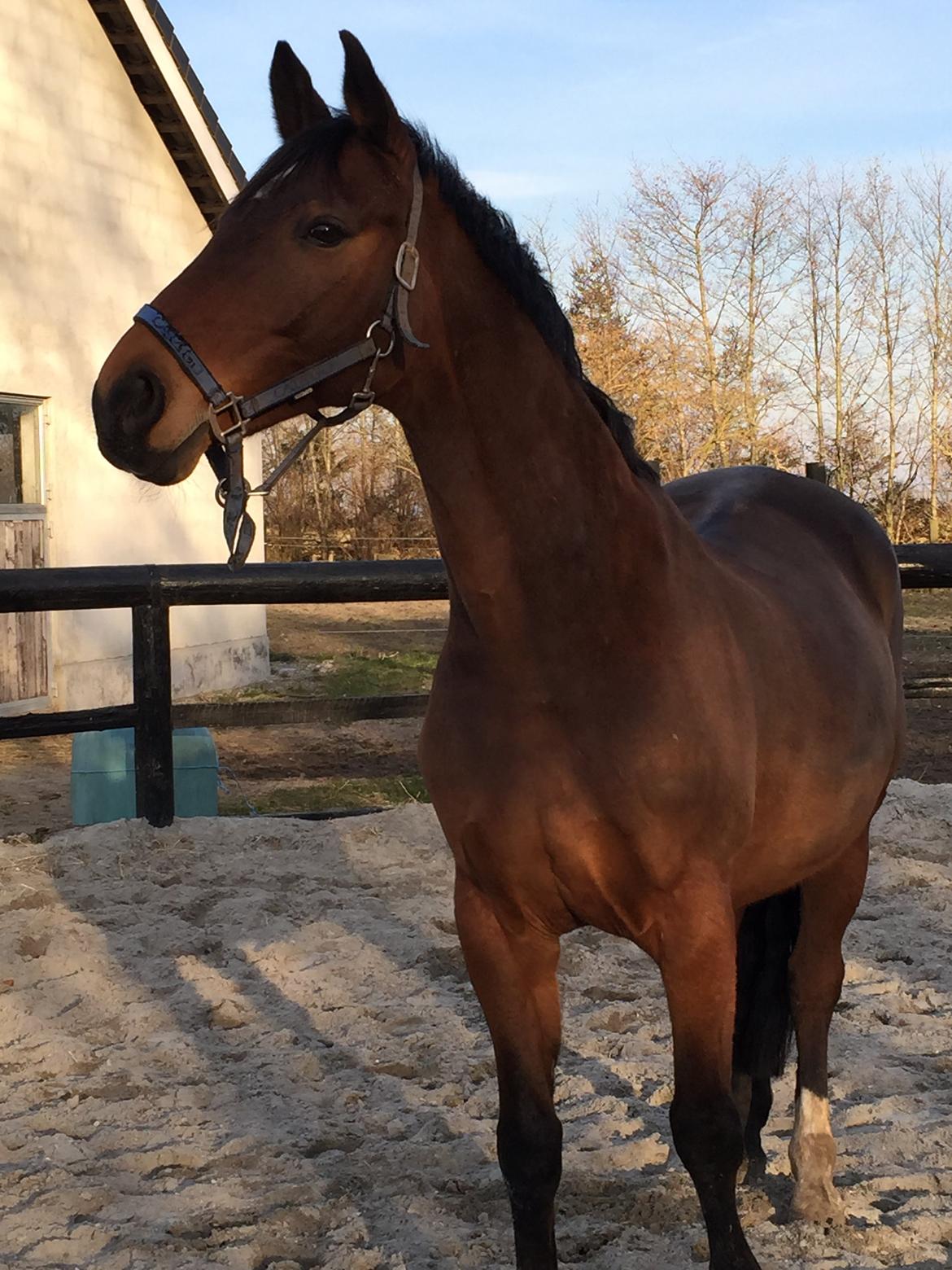 Hannoveraner Don Magic billede 6