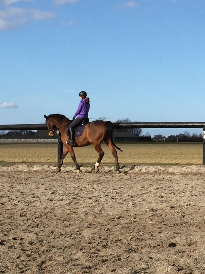 Hannoveraner Don Magic billede 16