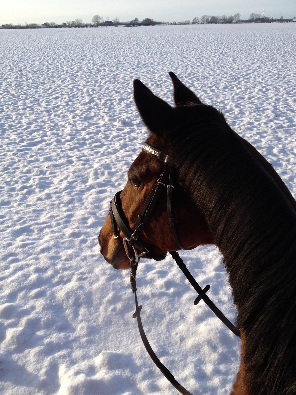 Hannoveraner Don Magic billede 11