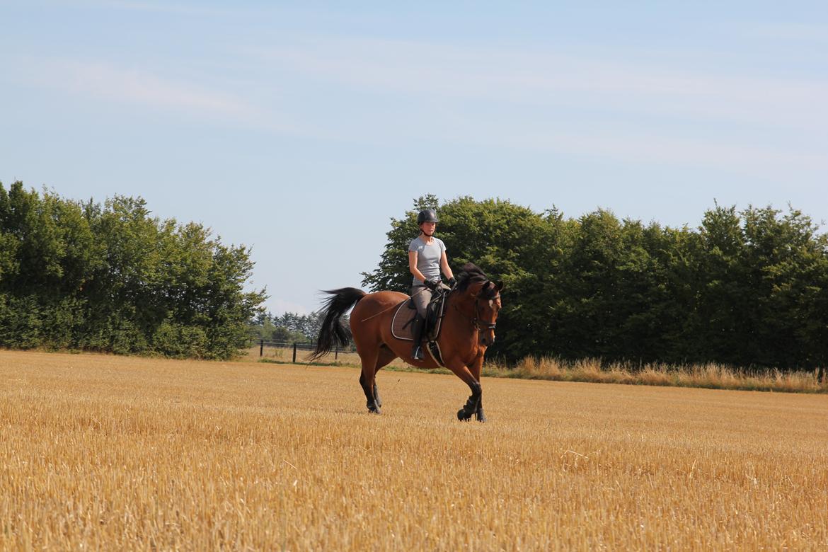 Hannoveraner Don Magic billede 19