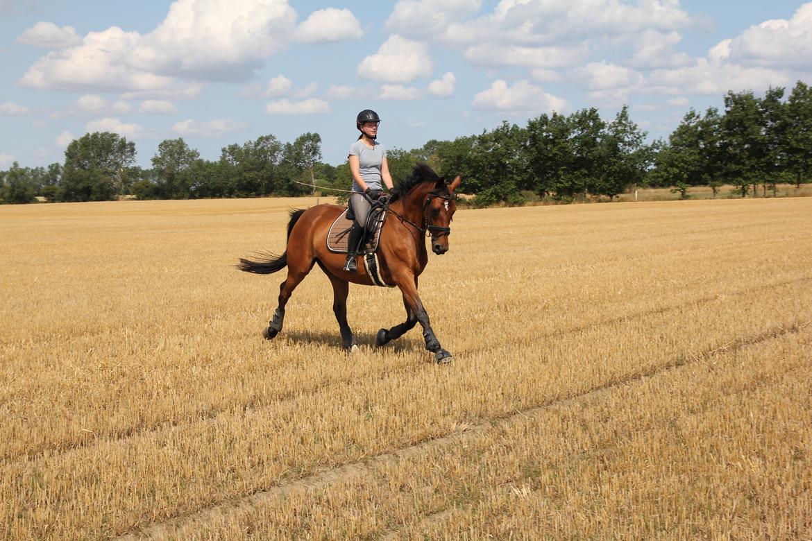 Hannoveraner Don Magic billede 5