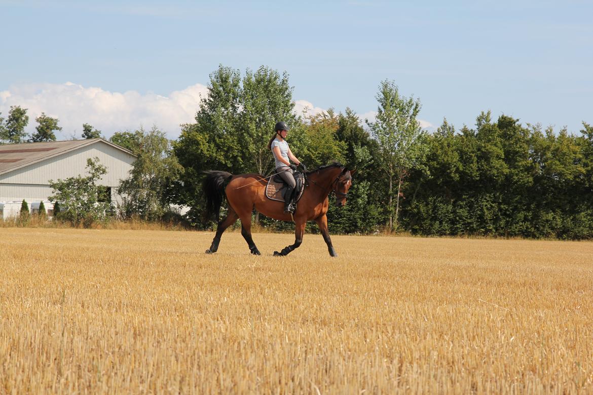 Hannoveraner Don Magic billede 18