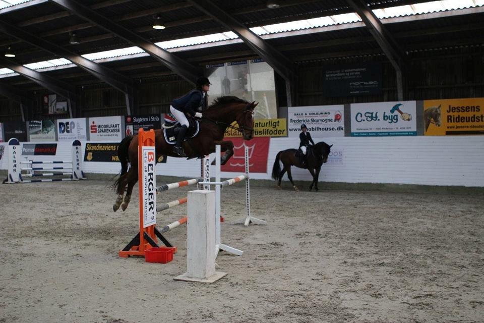 Hollandsk Varmblod Beauty LA Elsmös billede 4