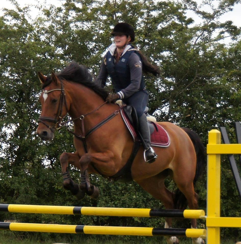 Hollandsk Varmblod Beauty LA Elsmös billede 5