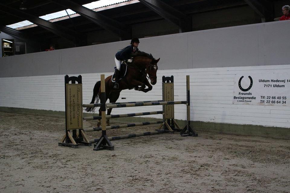 Hollandsk Varmblod Beauty LA Elsmös billede 8