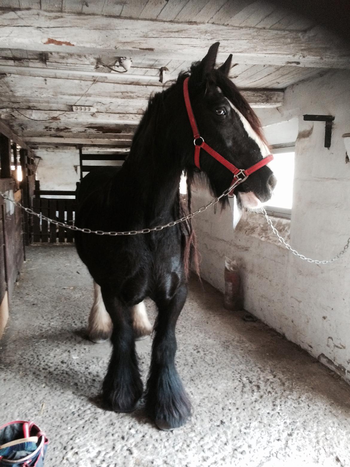 Irish Cob Lady Giga Of Ireland  - Velkommen til Gigas profil billede 1