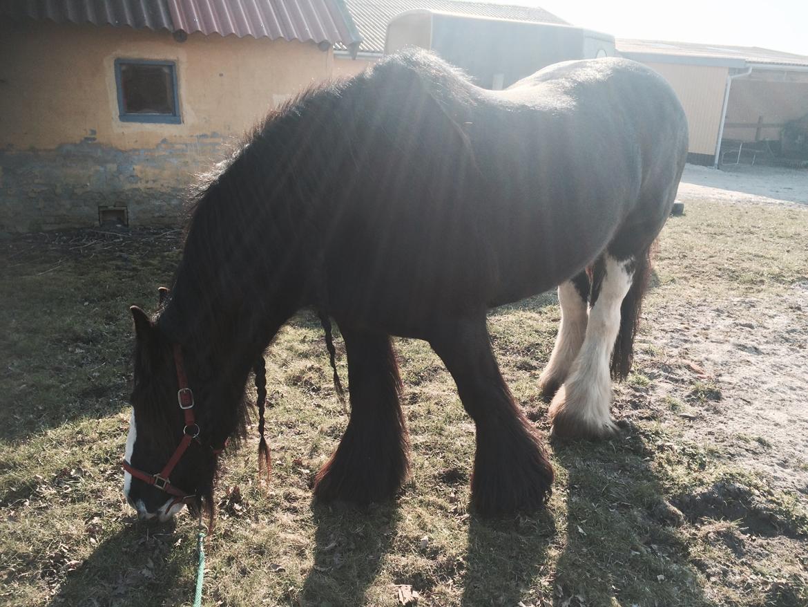 Irish Cob Lady Giga Of Ireland  billede 5