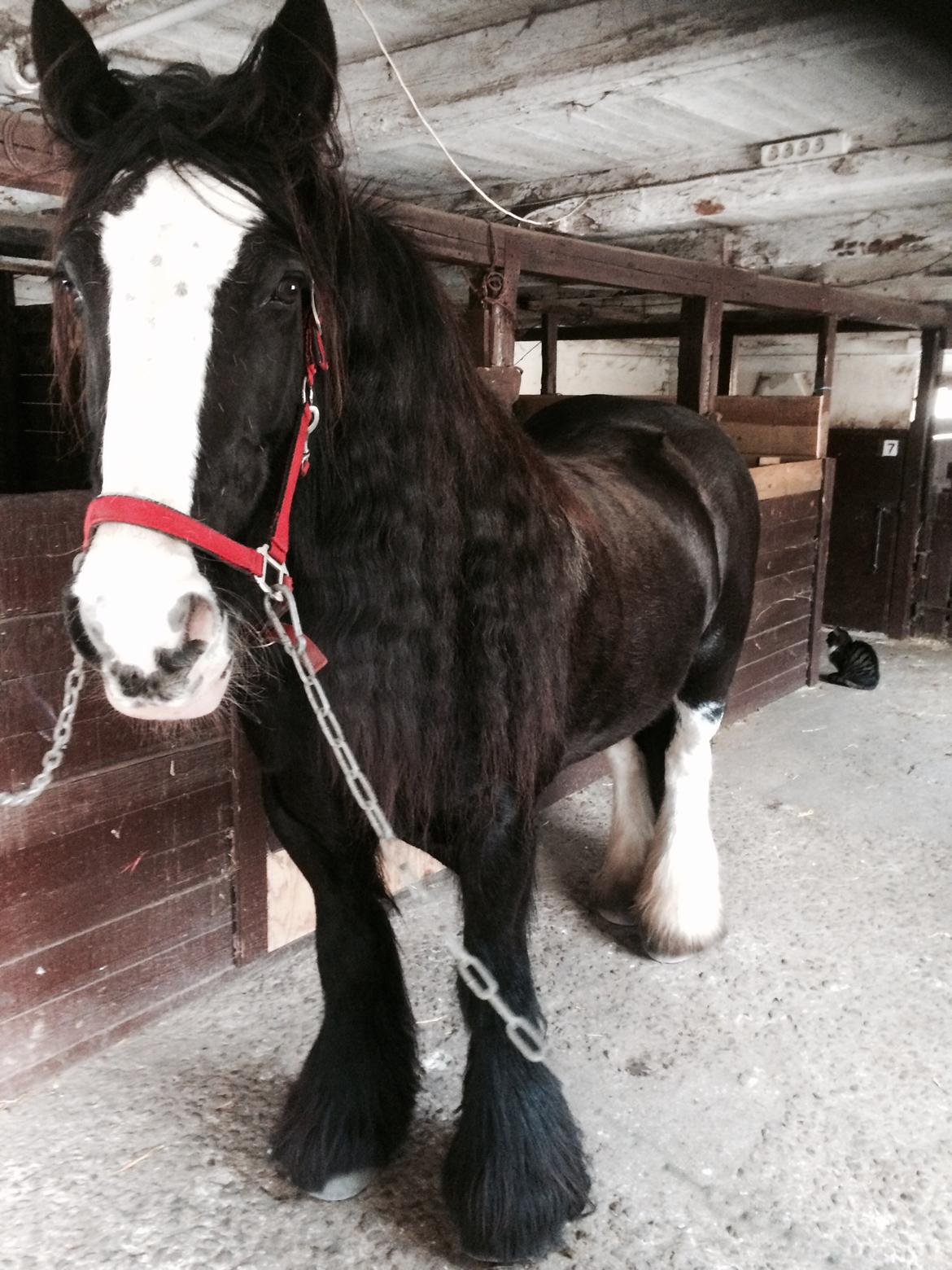 Irish Cob Lady Giga Of Ireland  billede 4