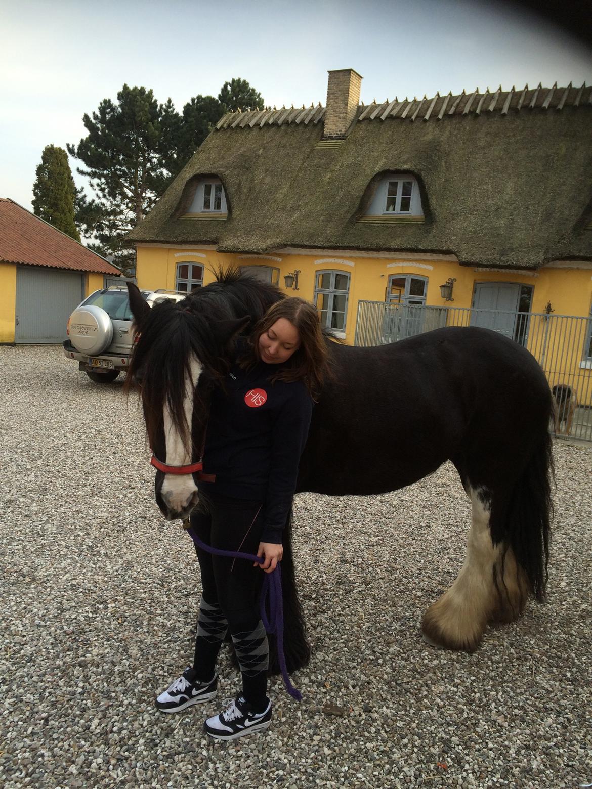 Irish Cob Lady Giga Of Ireland  billede 12