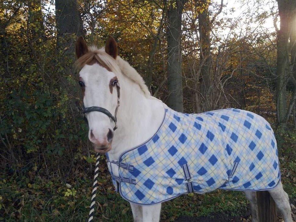 Pinto Two Eyed Shaggy  - En lille skovtur.  billede 4