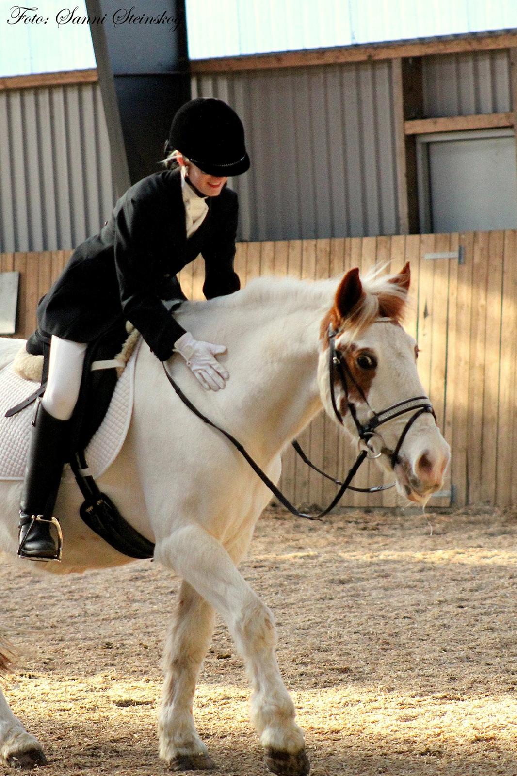 Pinto Two Eyed Shaggy  - Velkommen til min profil! Fotograf: Sanni Steinskog. billede 1