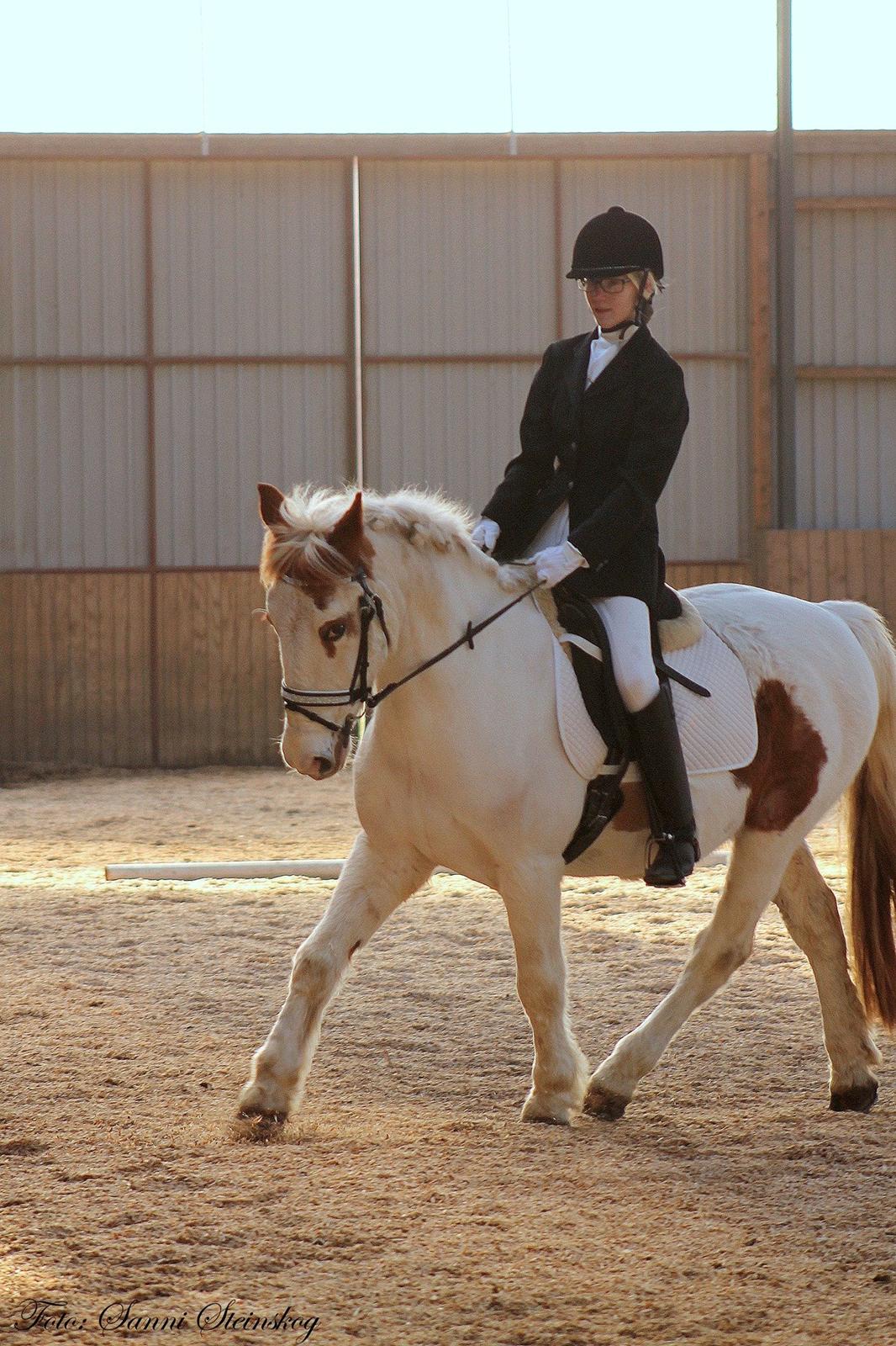 Pinto Two Eyed Shaggy  - Shaggy i Davinde Rideklub februar 2015. billede 8