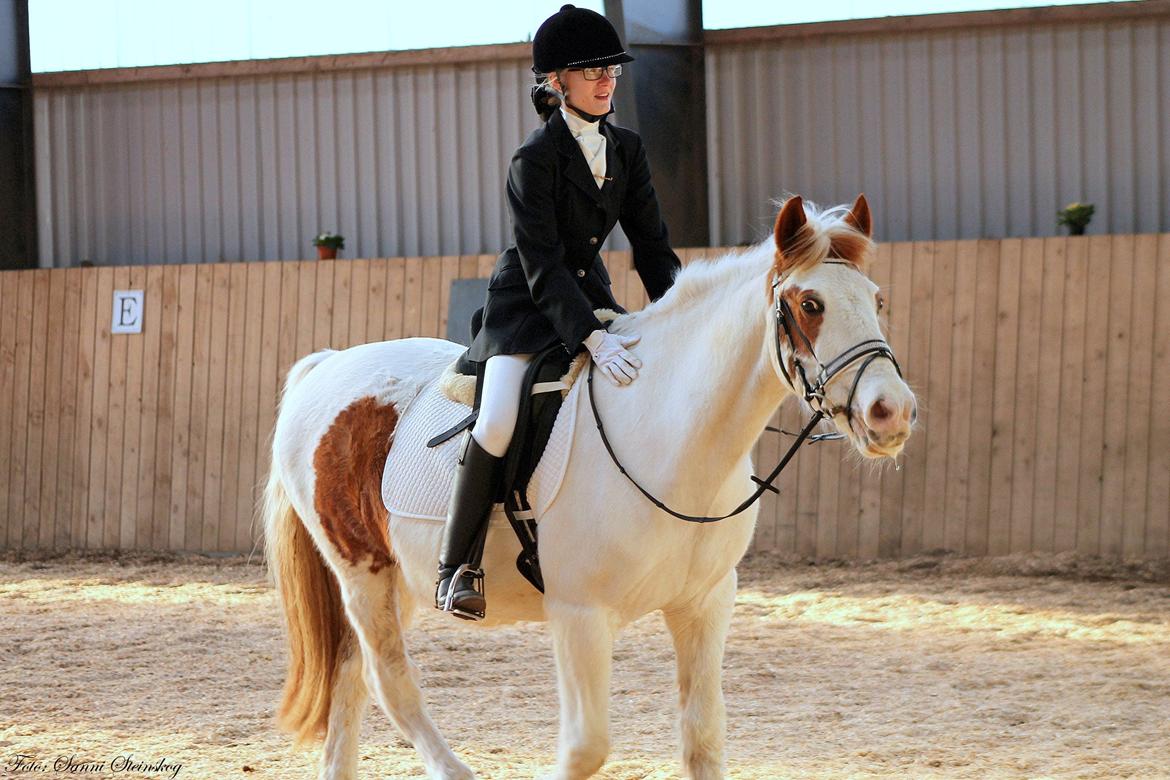 Pinto Two Eyed Shaggy  - Tak fordi du kiggede forbi!  billede 9