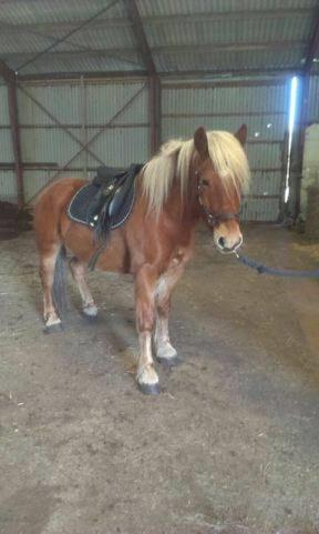 Haflinger Højemindes Stjerne billede 15