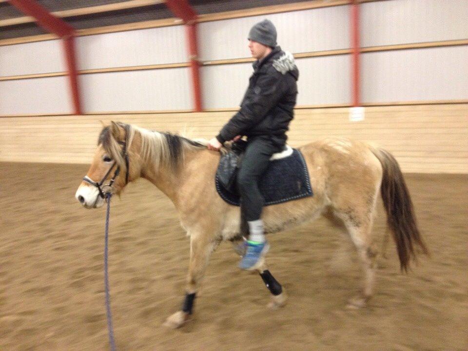 Anden særlig race Dunkans Galina<3 solgt billede 12