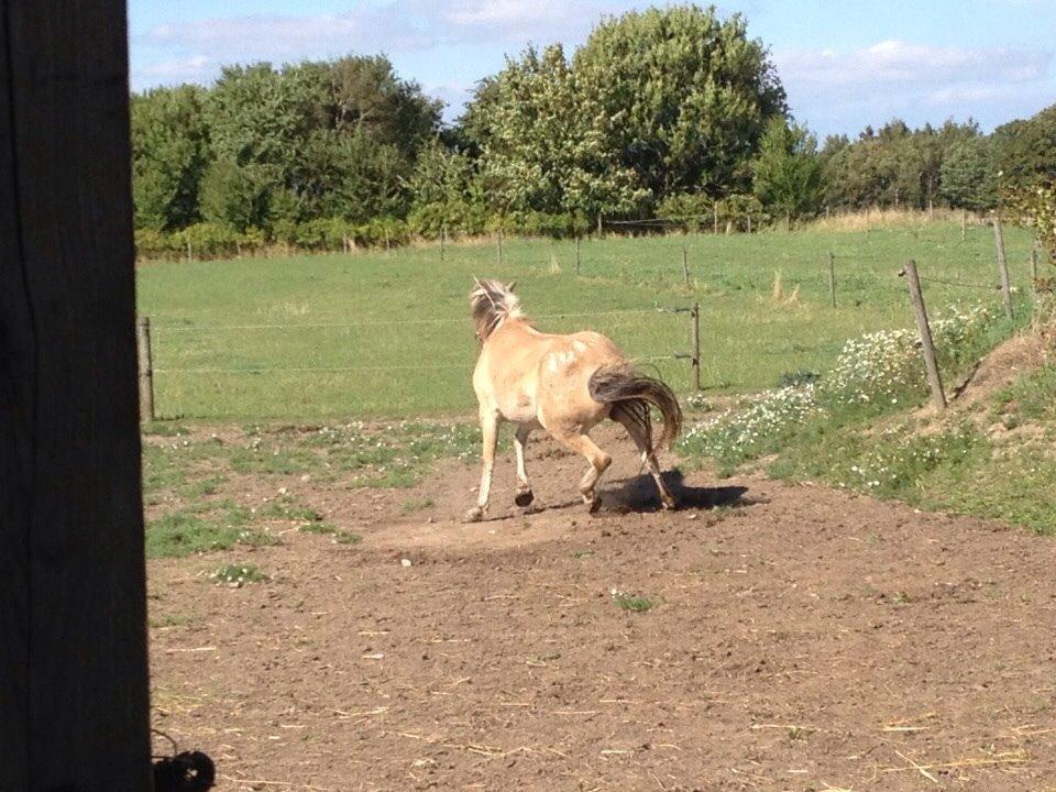 Anden særlig race Dunkans Galina<3 solgt billede 13