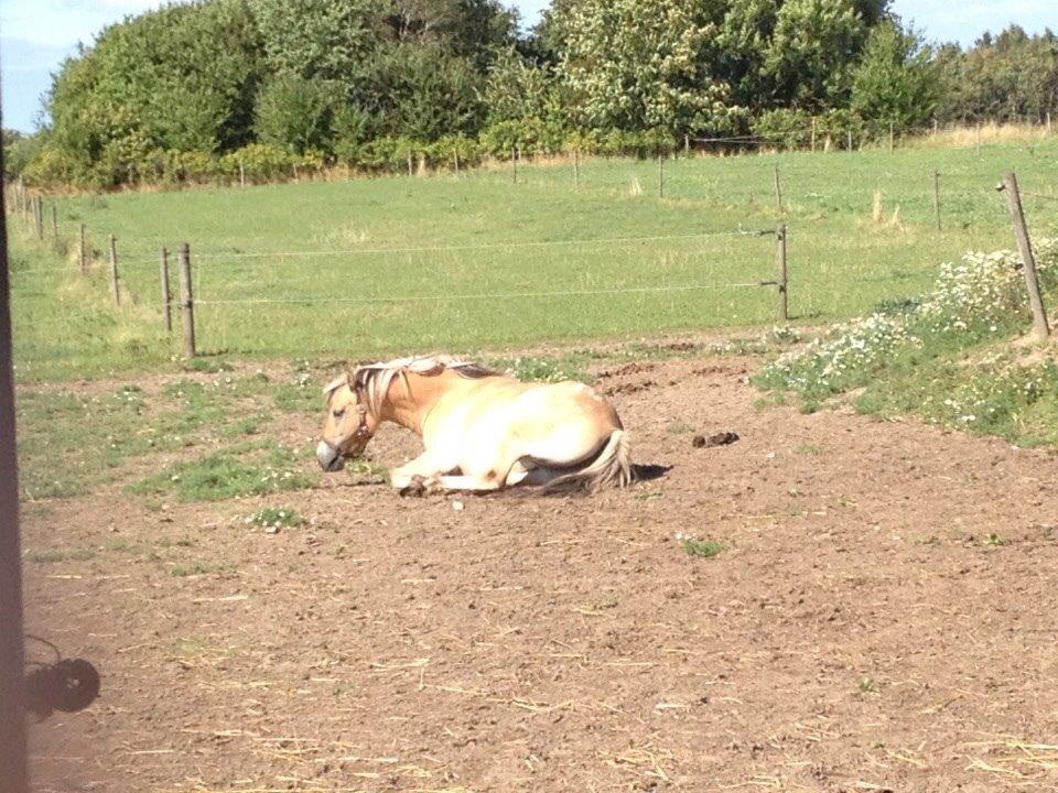 Anden særlig race Dunkans Galina<3 solgt billede 17