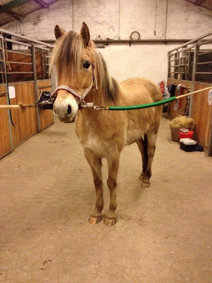 Anden særlig race Dunkans Galina<3 solgt billede 18