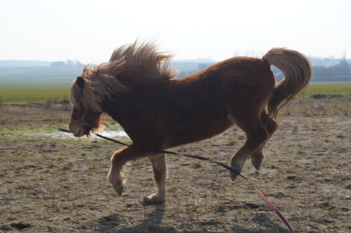Islænder Eldur billede 1